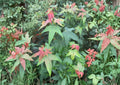 Acer Elegantulum Seeds – Rare Chinese Maple Tree for Bonsai and Garden Planting, Fast Shipping