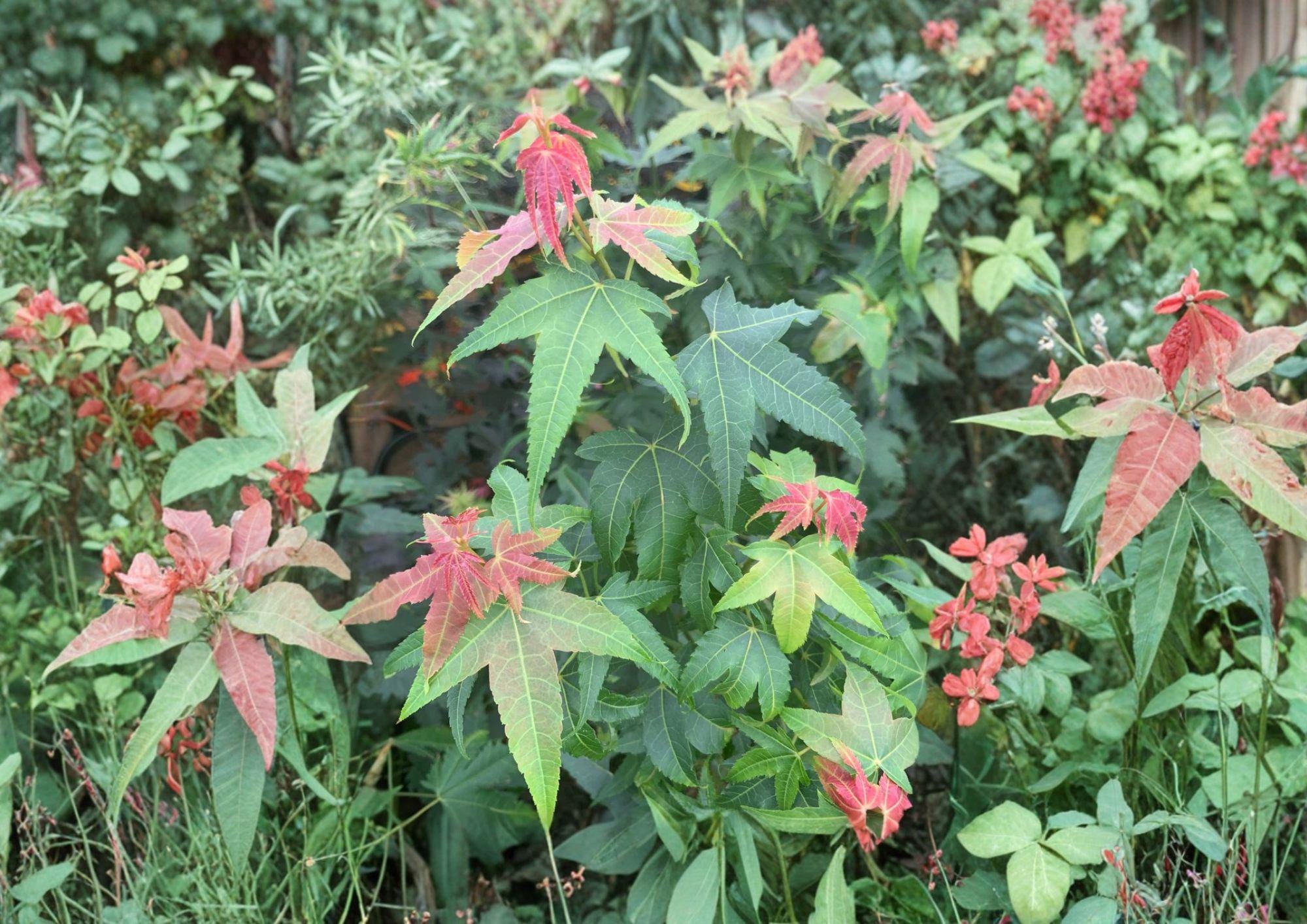 Acer Elegantulum Seeds – Rare Chinese Maple Tree for Bonsai and Garden Planting, Fast Shipping