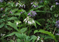 Virginia Waterleaf Seeds - Native Pollinator-Friendly Wildflower - Fresh Stock - Hydrophyllum virginianum