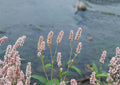 Pinkweed Seeds, Native Wildflower, Pollinator-Friendly, New Harvest Quality, Ornamental Plant, Botanical Name Unknown