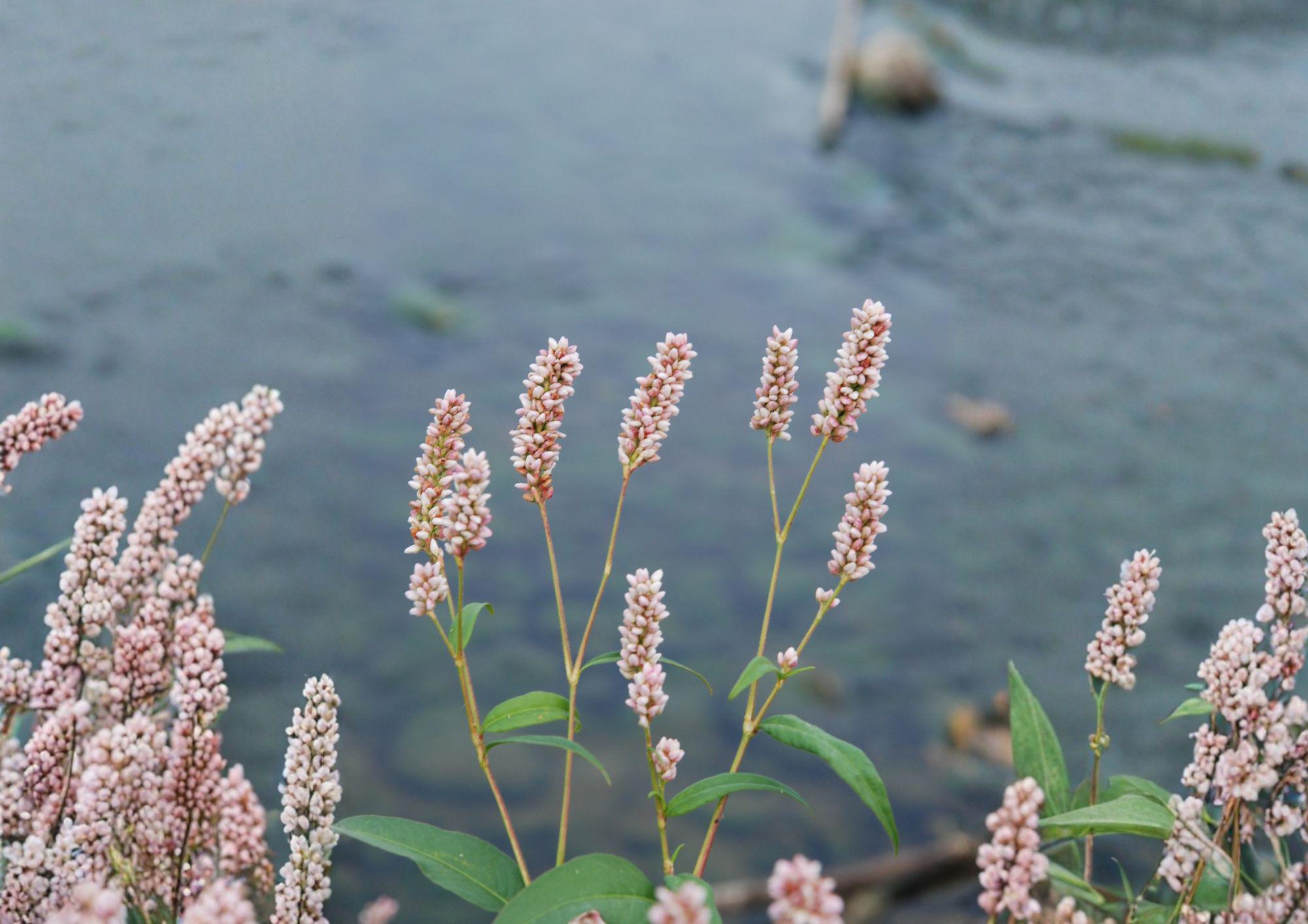Pinkweed Seeds, Native Wildflower, Pollinator-Friendly, New Harvest Quality, Ornamental Plant, Botanical Name Unknown