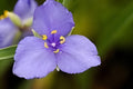 Western Spiderwort Seeds – Native Perennial with Vibrant Blue-Purple Blooms, Tradescantia occidentalis, Easy to Grow for Prairie Gardens & Pollinator Habitats