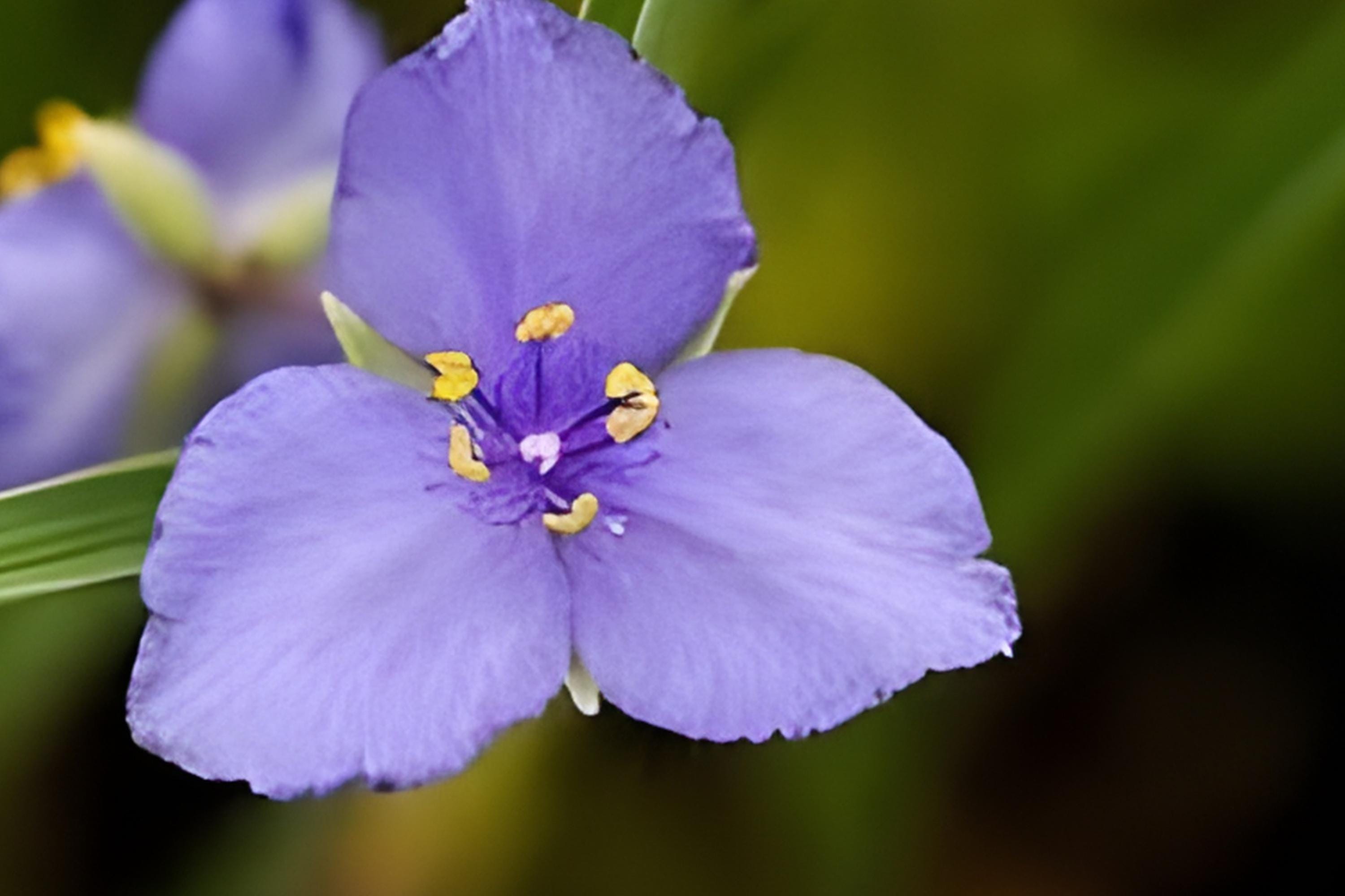 Western Spiderwort Seeds – Native Perennial with Vibrant Blue-Purple Blooms, Tradescantia occidentalis, Easy to Grow for Prairie Gardens & Pollinator Habitats