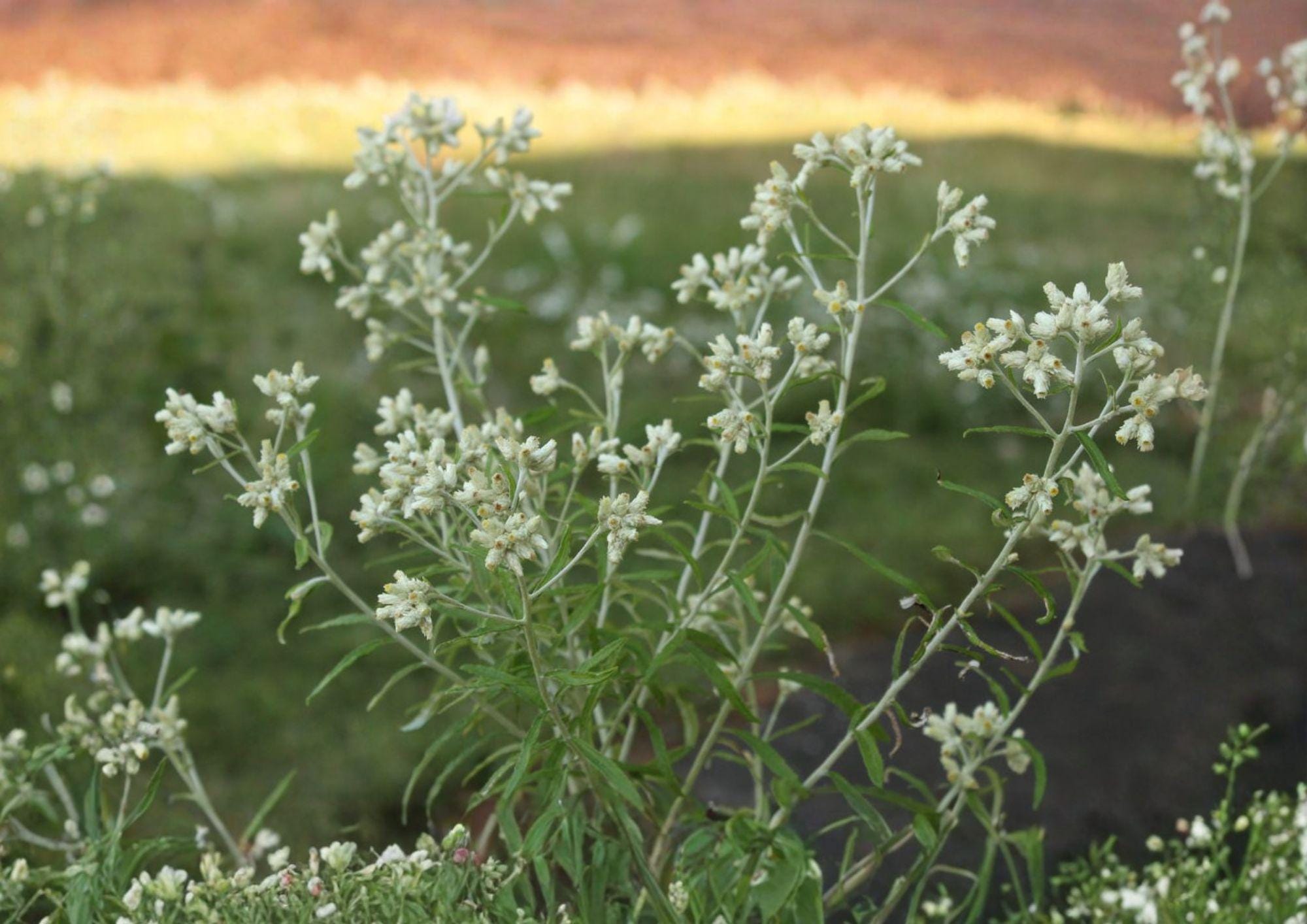 Wildflower Seeds - 500 Pack for Dried Flowers - Sweet Everlasting (Xeranthemum annuum) Native Wildflower Seeds for Garden and Landscaping
