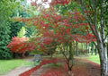 Snake Bark Maple Tree Seeds – Ornamental Acer Grosseri Var Hersii, Striped Bark, Autumn Foliage, Fast Growing