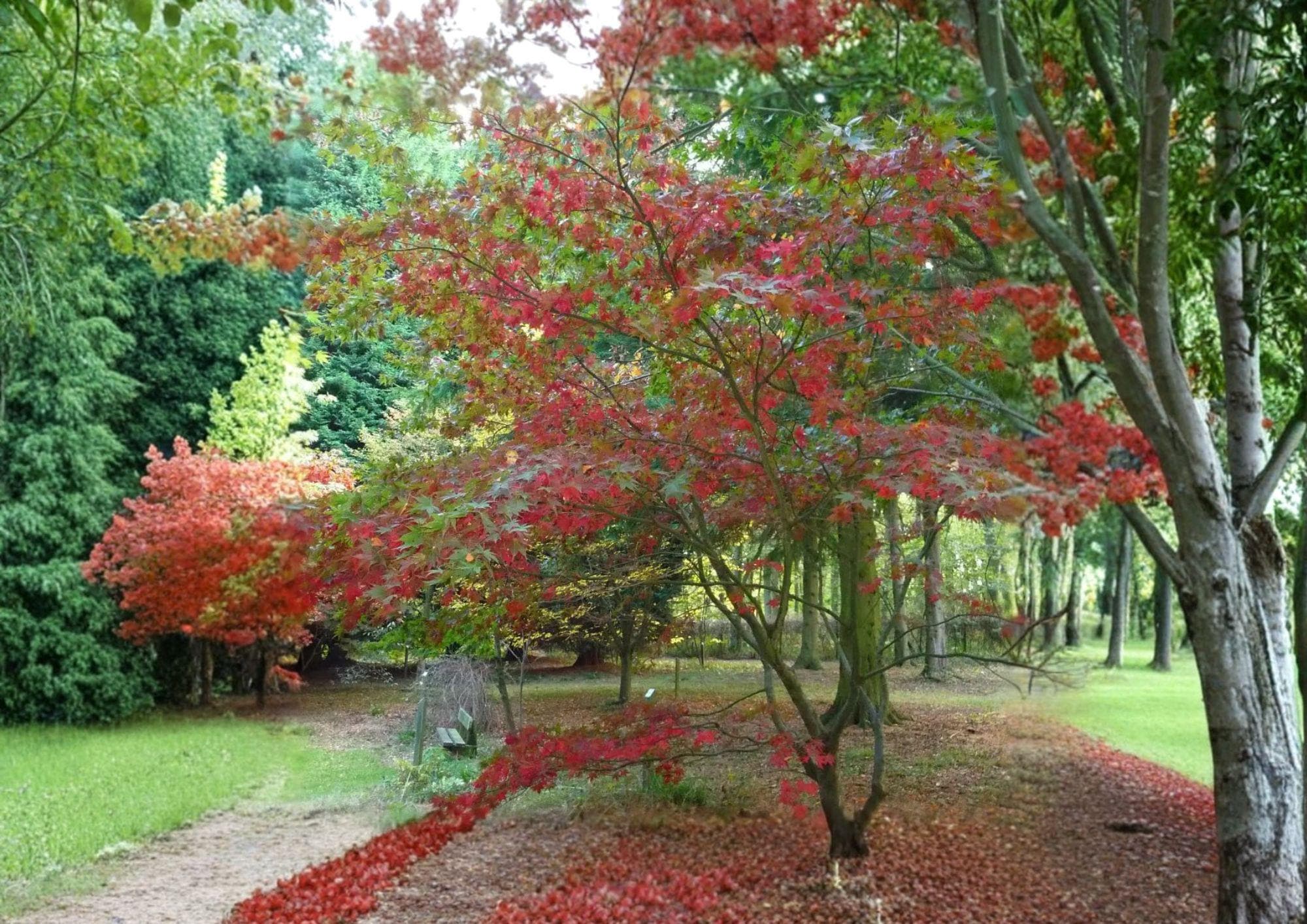 Snake Bark Maple Tree Seeds – Ornamental Acer Grosseri Var Hersii, Striped Bark, Autumn Foliage, Fast Growing