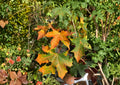 Acer Mono Painted Maple Tree Seeds – Autumn Color, Bonsai Growing, Easy to Grow, 10 Seeds
