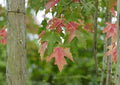Red Maple Tree Seeds – Acer Rubrum Scarlet Autumn Foliage – Hardy Shade Tree – New Harvest Quality