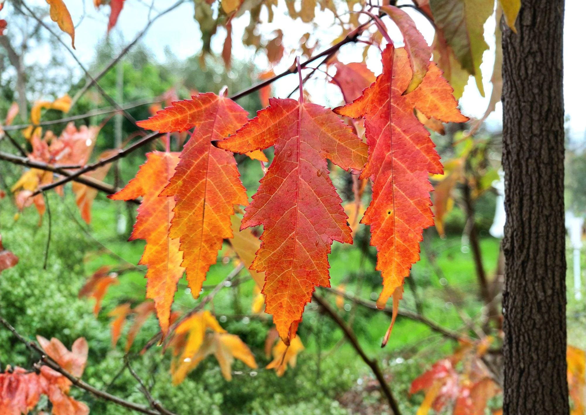 Amur Maple Tree Seeds – Acer ginnala Fiery Red Autumn Color for Bonsai Cultivation, Garden, Landscaping