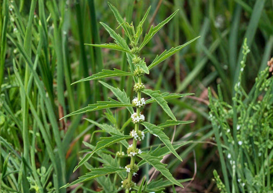 American Bugleweed Seeds, Wetland Native Perennial, Pollinator Plant, Fast Growing, 500 Seeds/100mg