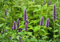 Anise Hyssop Seeds - Blue Giant Agastache, Licorice Mint, 100 Seeds, Fast Growing Herb, Aromatic, Perennial, Culinary & Medicinal Use