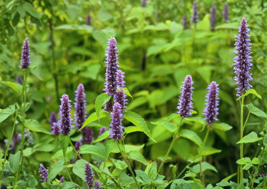 Anise Hyssop Seeds - Blue Giant Agastache, Licorice Mint, 100 Seeds, Fast Growing Herb, Aromatic, Perennial, Culinary & Medicinal Use