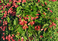 Tatarian Maple Tree Seeds – Hardy Ornamental with Red Samaras, Autumn Color, Fresh Stock, Acer tataricum