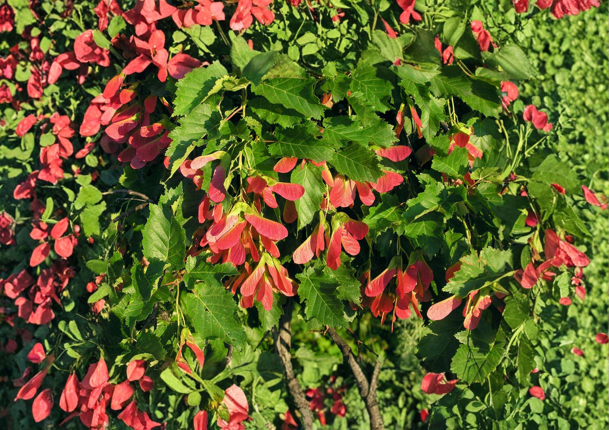 Tatarian Maple Tree Seeds – Hardy Ornamental with Red Samaras, Autumn Color, Fresh Stock, Acer tataricum