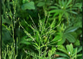 White Vervain Seeds - Native Pollinator-Friendly Wildflower - Verbena hastata - Perennial Flower Seeds for Garden