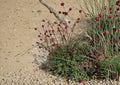 Salad Burnet Seeds, Drought Tolerant Edible Herb, 100 Seeds, Mentha cervina, Fresh Stock