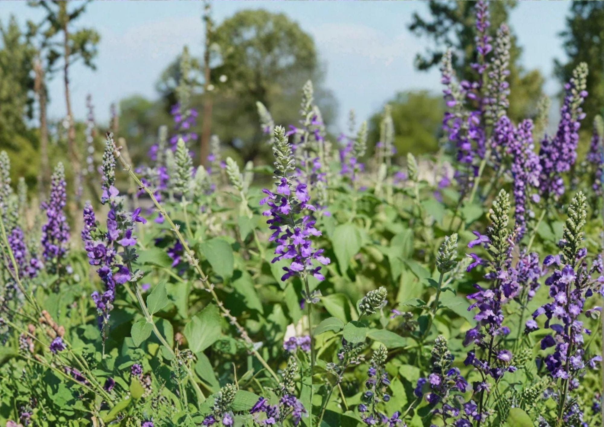 Blue Sage Seeds, Pollinator-Friendly Garden Plant, Salvia Farinacea, Fast Shipping