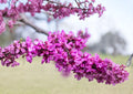 Giant Redbud Tree Seeds – Cercis Gigantea, Pink Spring Blossoms, Large Leaves, Fast Shipping