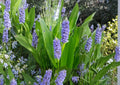 Pickerel Weed Seeds 10 Pack, Pontederia cordata, Native Aquatic Perennial, Purple Flower, Pond Plant, Water Garden, Pollinator Friendly
