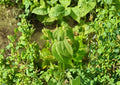 Boehmeria Cylindrica Seeds – Smallspike False Nettle for Shade Gardens – Ornamental Plant, Shade Tolerant, Live Seeds