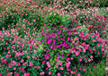 Purple Poppy Mallow Seeds – Drought Tolerant Native Perennial with Vibrant Cup Flowers, Malvaviscus drummondii, New Harvest Quality