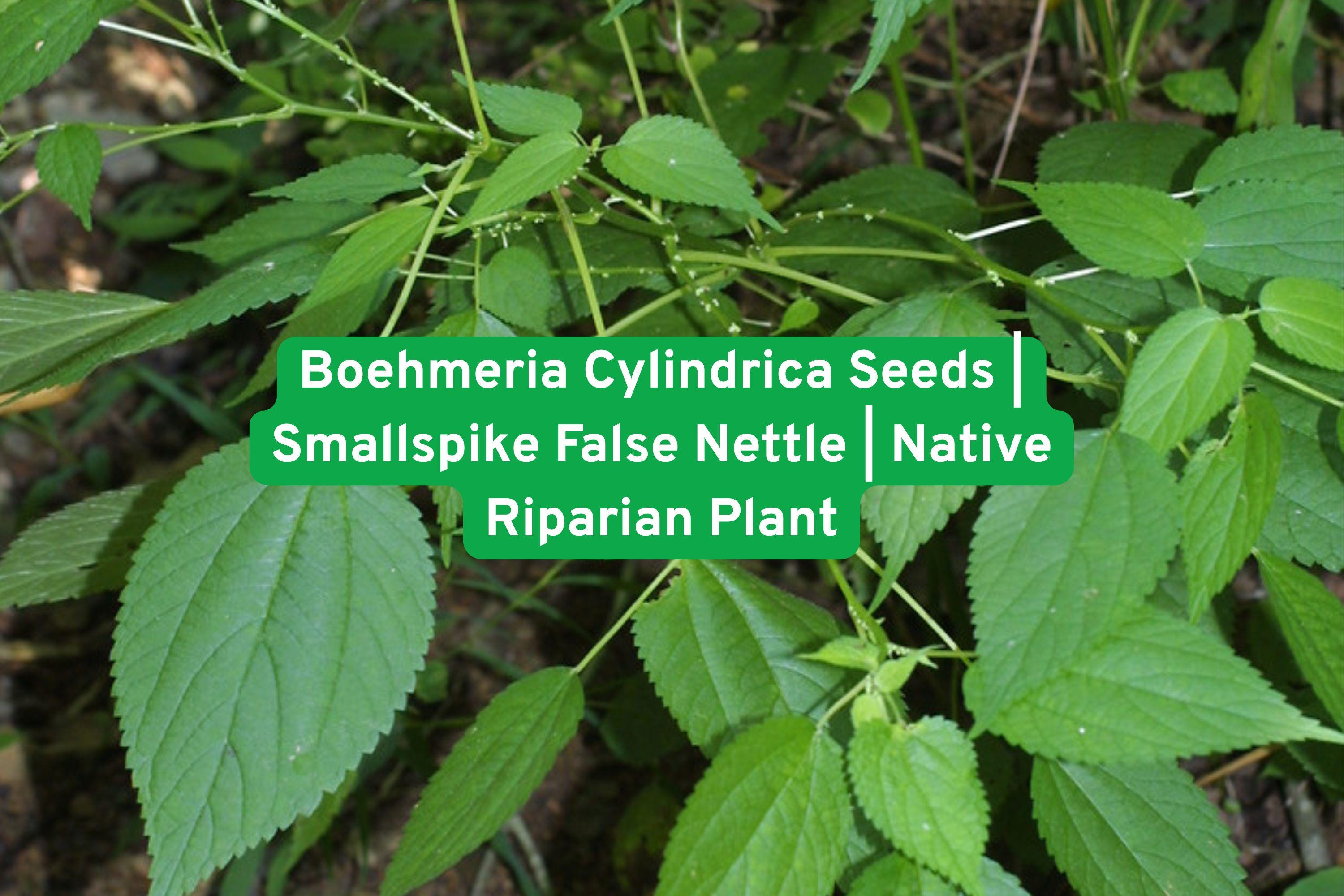 Boehmeria Cylindrica Seeds | Smallspike False Nettle Native Perennial for Wetlands, Rain Gardens, Stream Banks