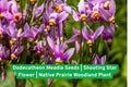 Dodecatheon Meadia Seeds | Shooting Star Flower Native Prairie Woodland Wildflower | Perennial Pink Blooms for Pollinator Gardens
