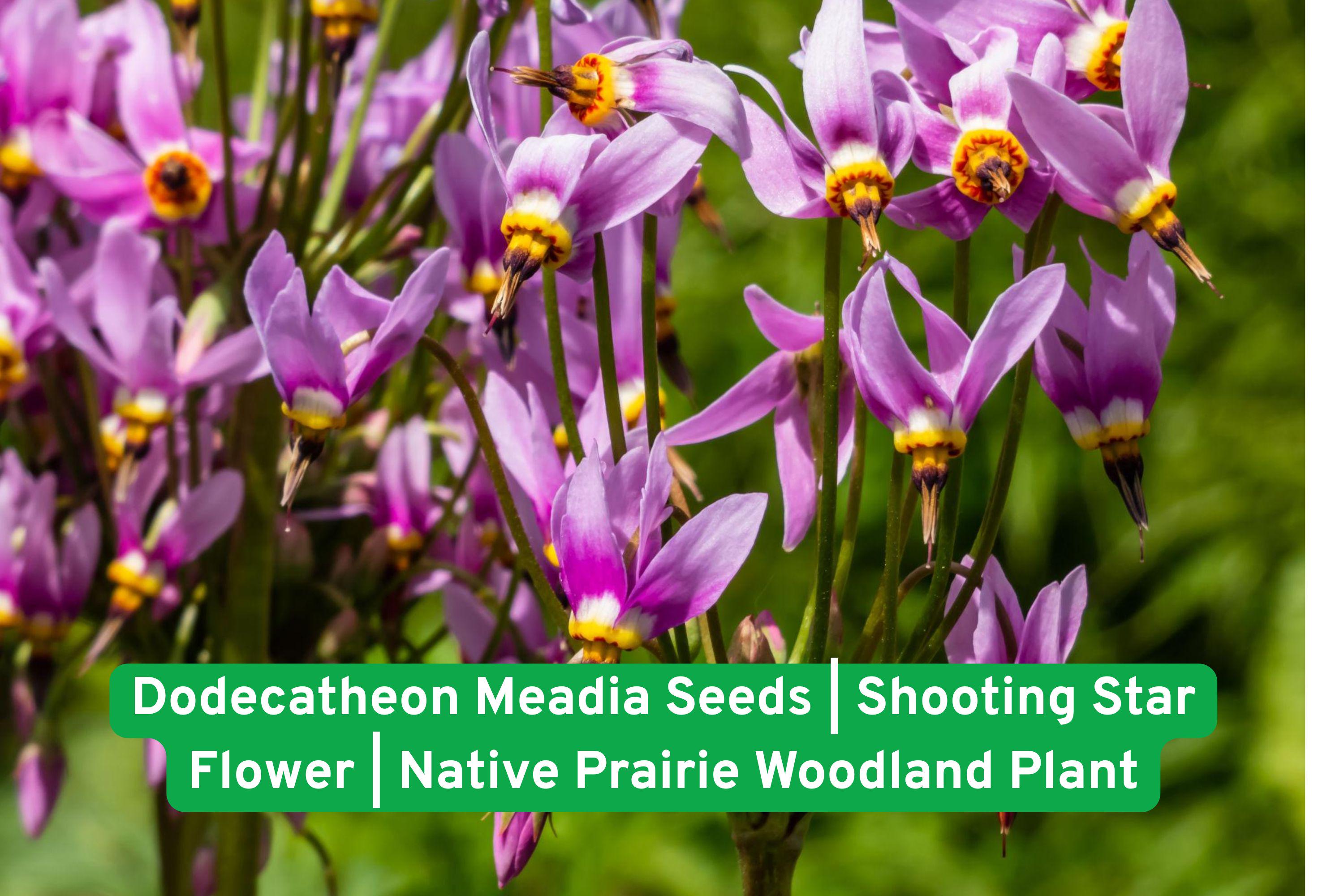 Dodecatheon Meadia Seeds | Shooting Star Flower Native Prairie Woodland Wildflower | Perennial Pink Blooms for Pollinator Gardens
