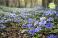 Hepatica Bare-Root Plant | Blue Flowering Anemone hepatica | Hardy Perennial Ground Cover for Shade Gardens