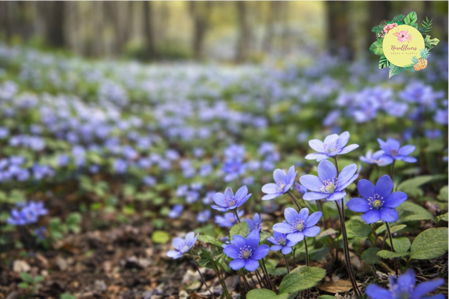 Hepatica Bare-Root Plant | Blue Flowering Anemone hepatica | Hardy Perennial Ground Cover for Shade Gardens