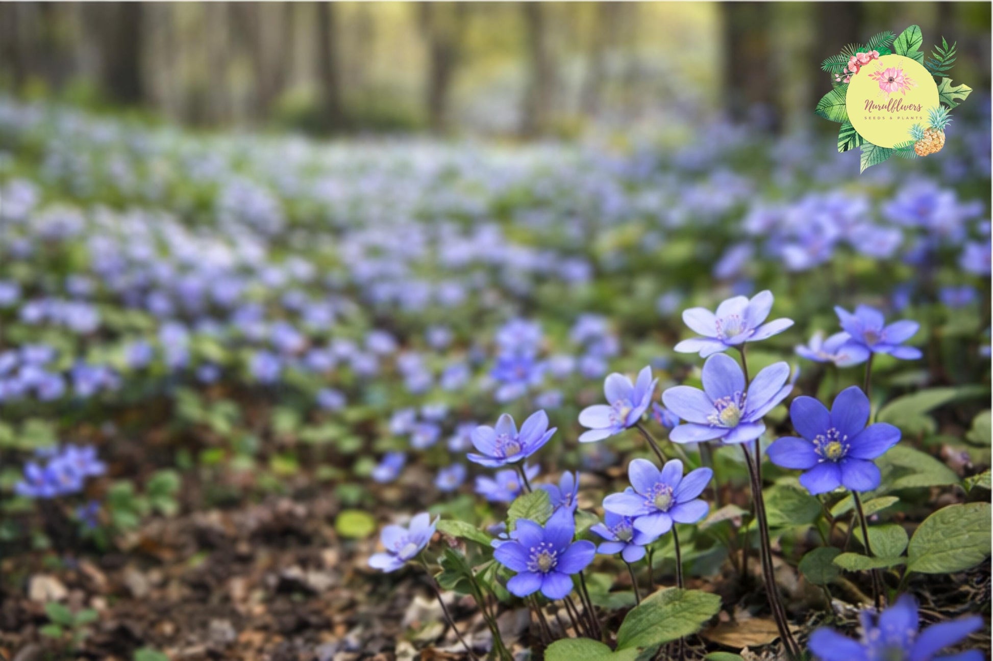 Hepatica Bare-Root Plant | Blue Flowering Anemone hepatica | Hardy Perennial Ground Cover for Shade Gardens