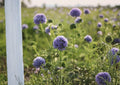 Bluehead Gilia Seeds, Native Wildflower, Globe Gilia, Ornamental Plant, California Native, Perennial Seeds