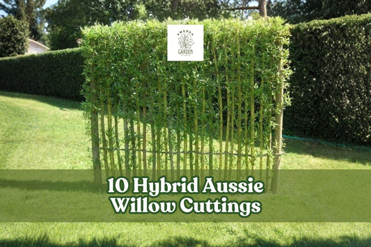 10 Hybrid Aussie Willow Cuttings – Fast Growing Privacy Trees for Living Fences & Windbreaks – Salix hybrid