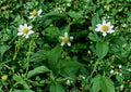 White Avens Seeds – Geum canadense Native Woodland Wildflower, Fresh Stock, Perennial Flower Seeds