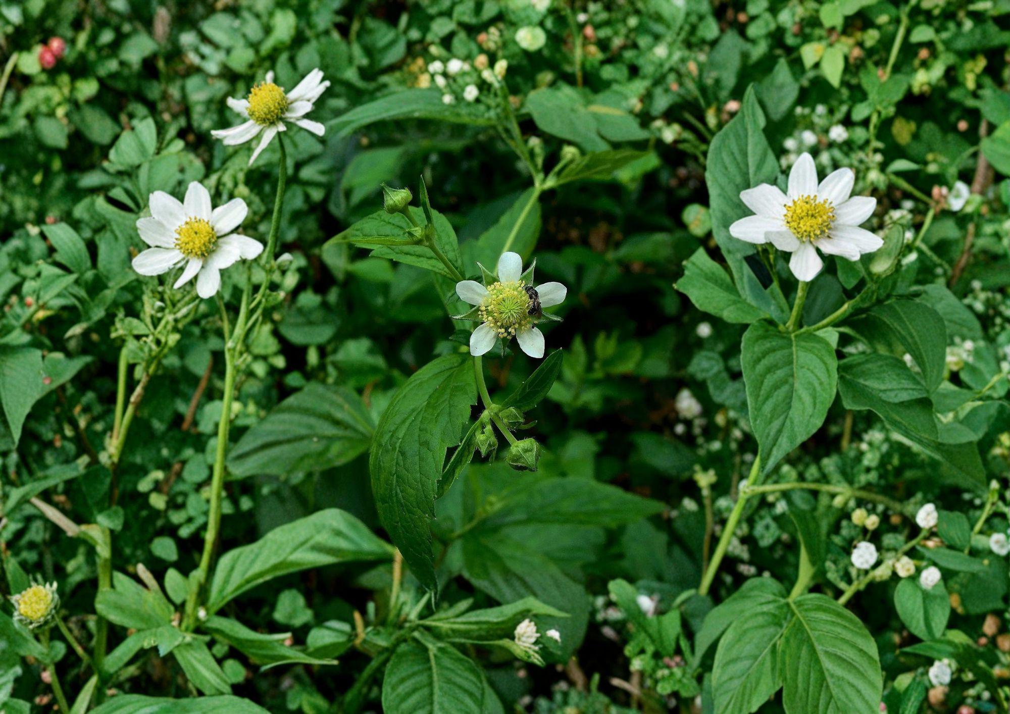 White Avens Seeds – Geum canadense Native Woodland Wildflower, Fresh Stock, Perennial Flower Seeds