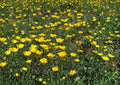 Tufted California Poppy Seeds - Dwarf Yellow Wildflower - Fast Shipping - Eschscholzia californica