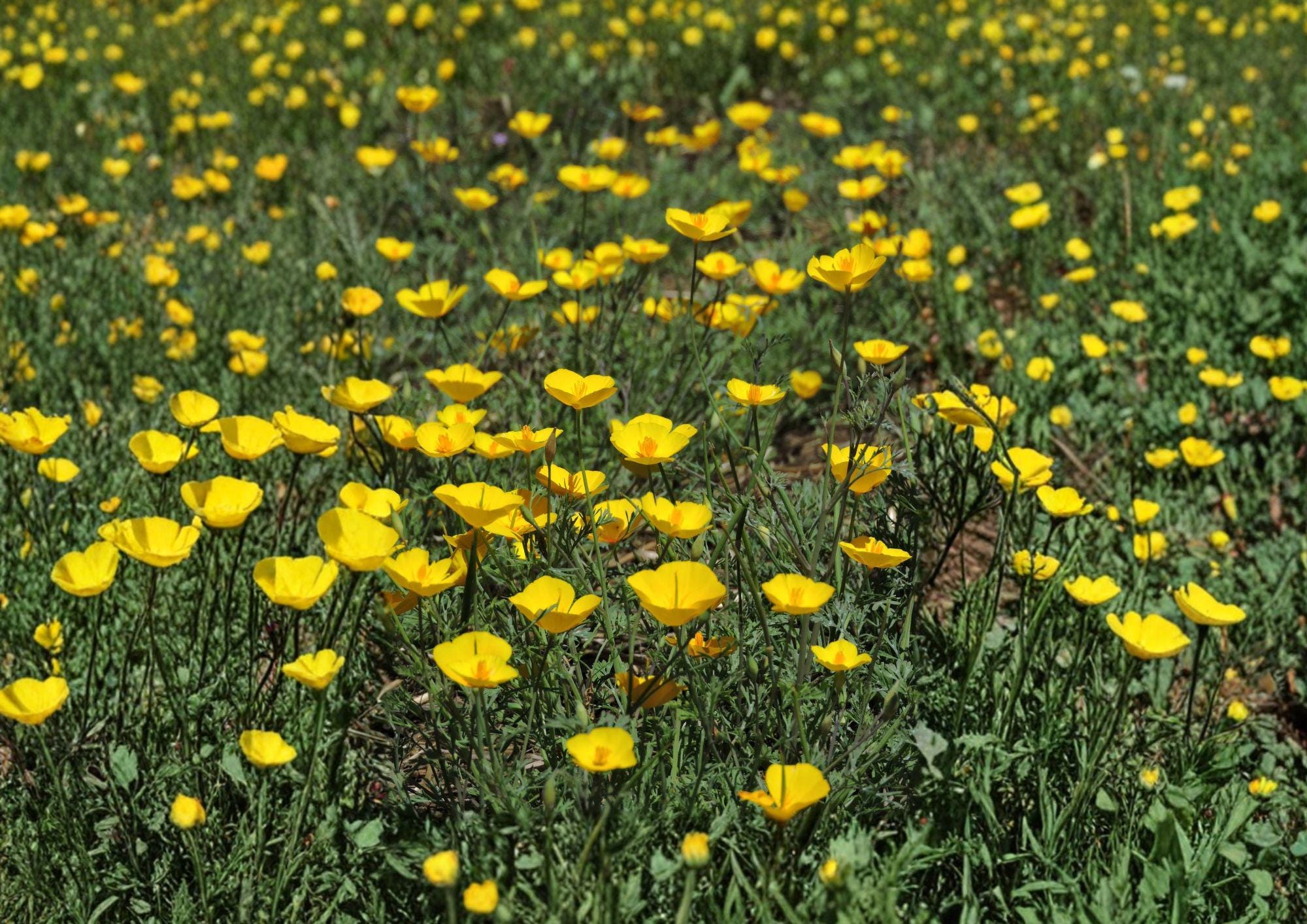 Tufted California Poppy Seeds - Dwarf Yellow Wildflower - Fast Shipping - Eschscholzia californica