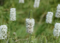 White Prairie Clover Seeds - Native Pollinator-Friendly Perennial - Fast Growing - Dalea candida