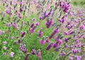 Purple Prairie Clover Seeds - Native Pollinator Friendly Flower - Easy to Grow - Dalea purpurea
