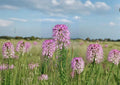 Rocky Mountain Bee Plant Seeds - Native Wildflower, Pollinator Friendly, New Harvest Quality, Asclepias speciosa