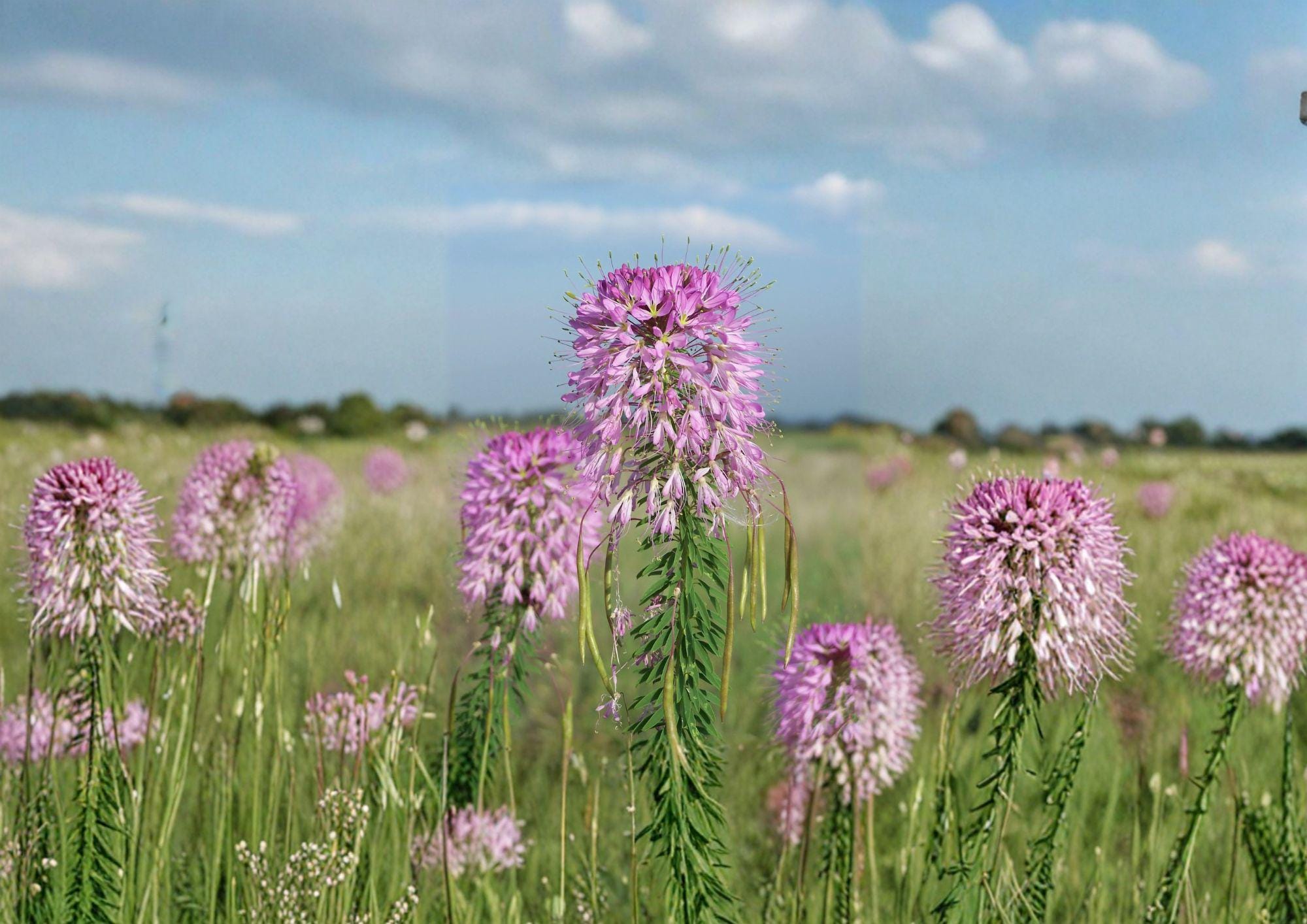 Rocky Mountain Bee Plant Seeds - Native Wildflower, Pollinator Friendly, New Harvest Quality, Asclepias speciosa
