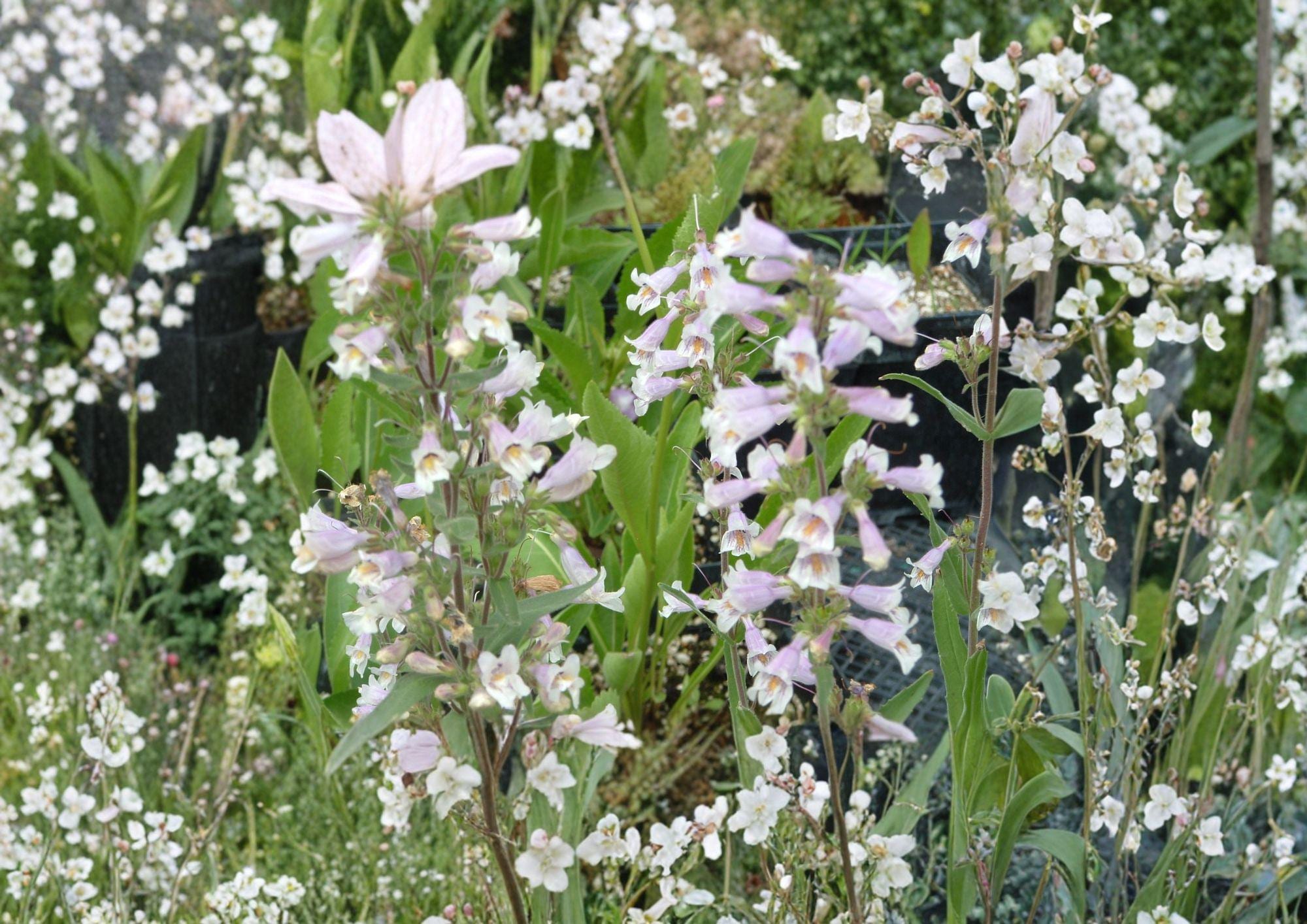 Penstemon Gracilis Seeds – Slender Beardtongue Native Perennial with Purple Blue Flowers, Easy to Grow Seeds