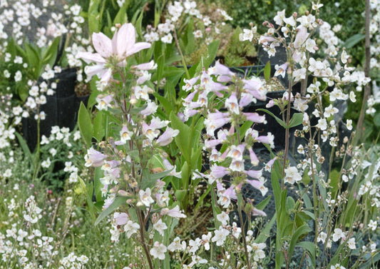 Penstemon Gracilis Seeds – Slender Beardtongue Native Perennial with Purple Blue Flowers, Easy to Grow Seeds