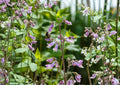 Penstemon Hirsutus Hairy Beardtongue Seeds – Native Perennial with Lavender Tubular Flowers for Pollinator Gardens