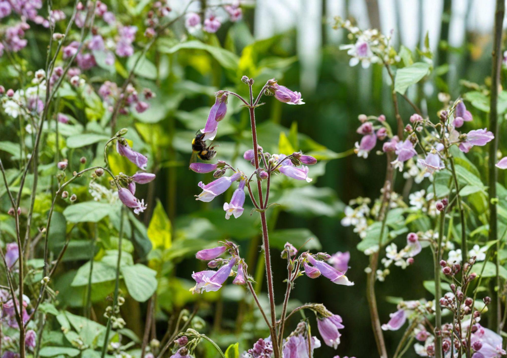 Penstemon Hirsutus Hairy Beardtongue Seeds – Native Perennial with Lavender Tubular Flowers for Pollinator Gardens