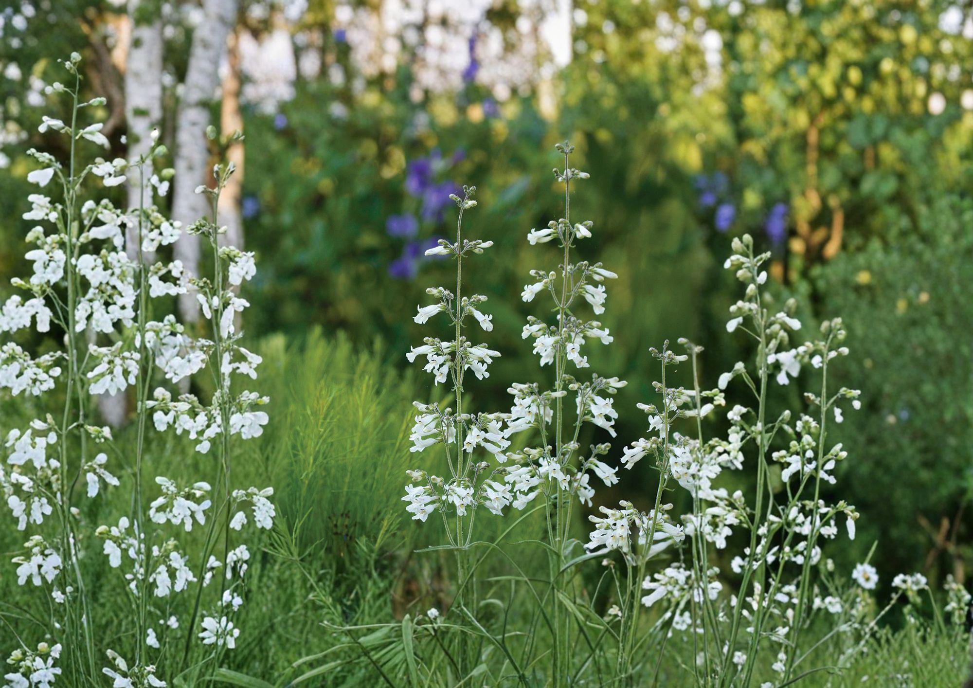 Pale Beardtongue Seeds – Hardy Native Perennial, Lavender Tubular Flowers, Prairie Garden Plants, Penstemon digitalis