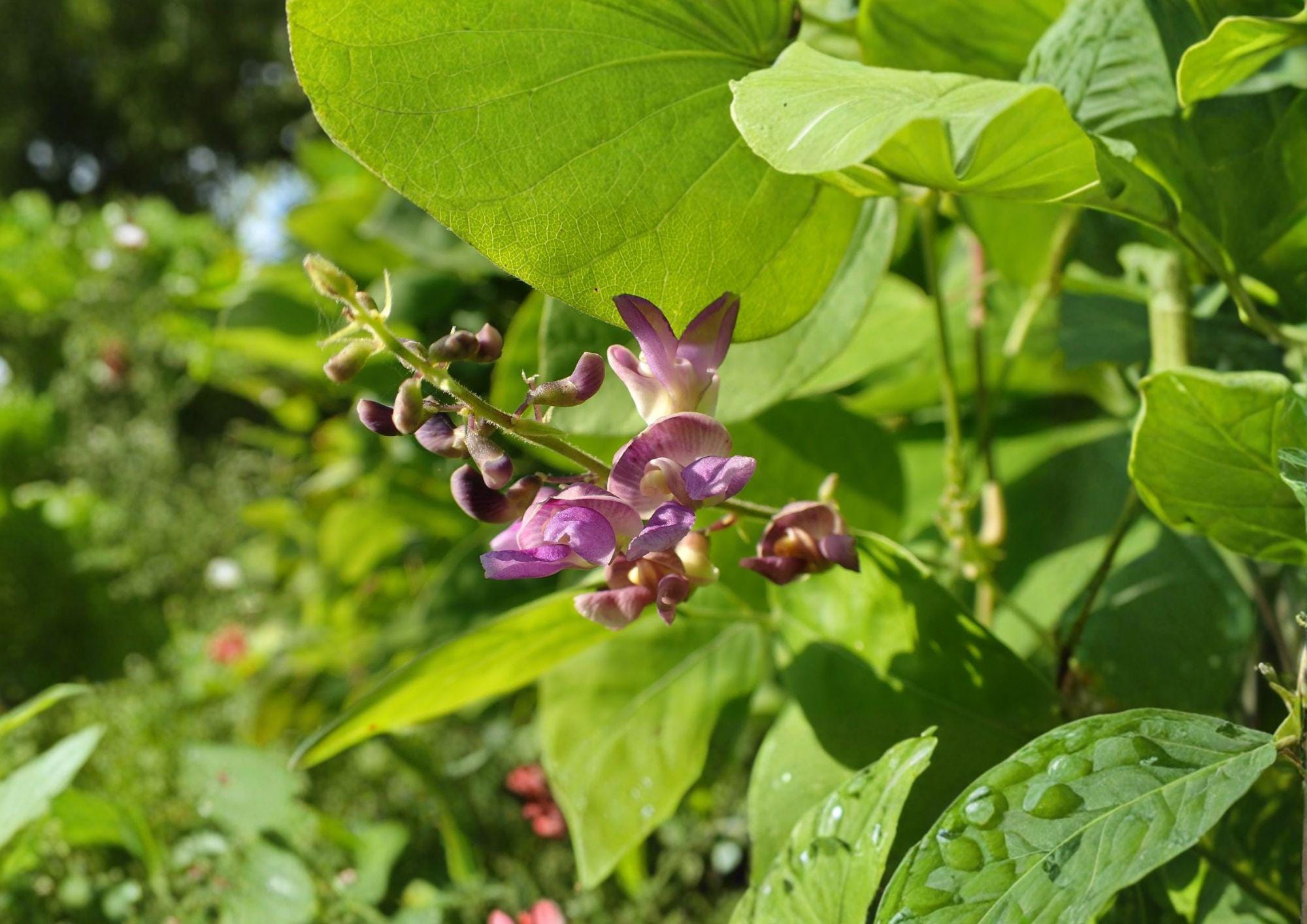 Wild Kidney Bean Seeds – Climbing Vine with Edible Pods, Native Plant for Woodland Gardens, Phaseolus vulgaris