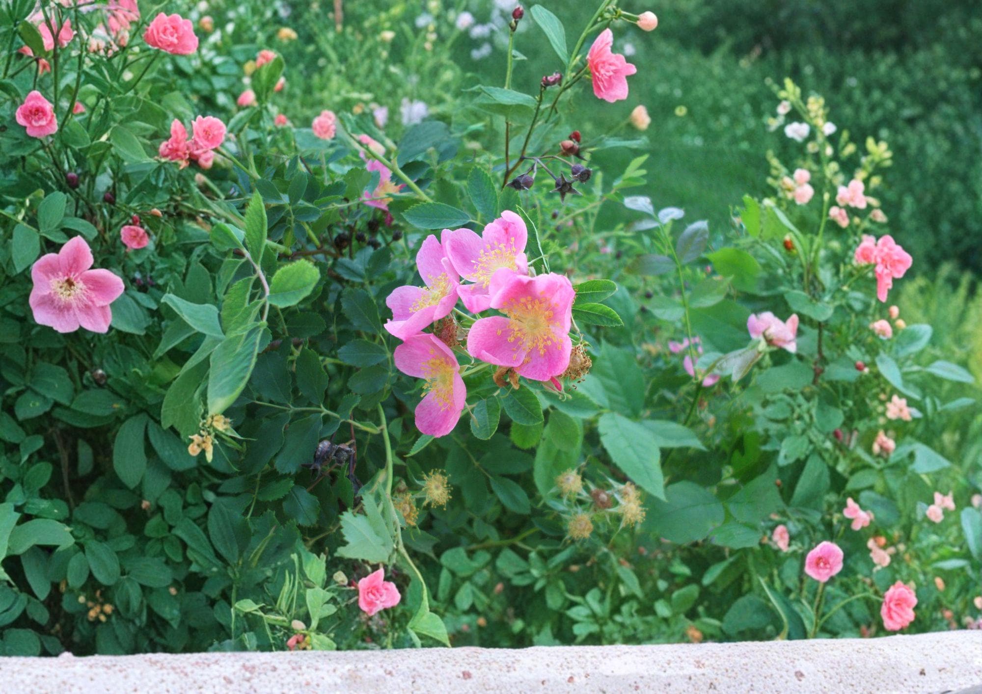 Rosa Arkansana Prairie Wild Rose Seeds – Fragrant Pink Blooms, Native Shrub, Garden Plant, Wildflower Seeds