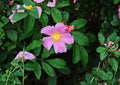 Rosa Palustris Swamp Rose Seeds – Native Pink Flowers, Red Hips, Non-GMO, Wildflower Planting Seeds