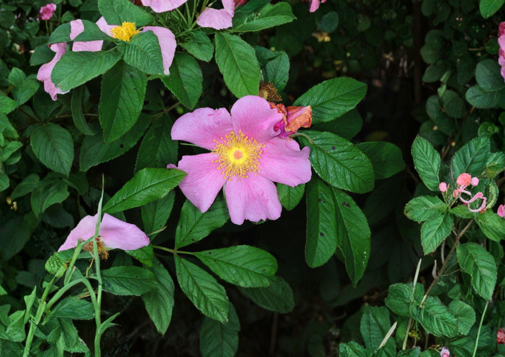 Rosa Palustris Swamp Rose Seeds – Native Pink Flowers, Red Hips, Non-GMO, Wildflower Planting Seeds